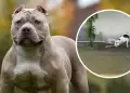 Hroe! Perro pitbull salv a niitos de ser mordidos por serpiente venenosa