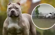 Hroe! Perro pitbull salv a niitos de ser mordidos por serpiente venenosa