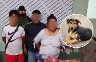 Piura: Indignante! PNP desarticul banda que comercializaba carne no apta para consumo humano