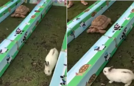 Carrera entre conejo y tortuga se vuelve viral en redes.