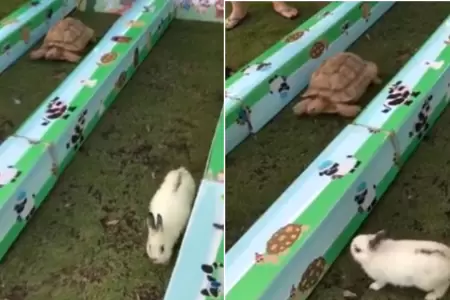 Carrera entre conejo y tortuga se vuelve viral en redes.