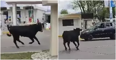 Toro suelto en calles de Ayacucho deja tres heridos