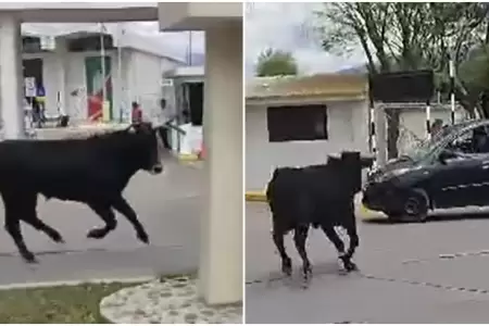 Toro suelto en calles de Ayacucho deja tres heridos