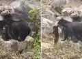 Conmovedor momento! Madre osa es CAPTADA baando a su cachorro en Reserva Chaparr