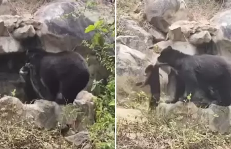 Osa es captada baando a su cachorro.