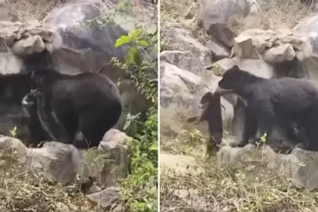 Osa es captada baando a su cachorro.