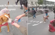 Perrito participa en protesta durante PARO NACIONAL y se vuelve VIRAL: "El hroe de la marcha!"