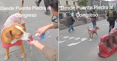 Perrito particip en paro nacional.