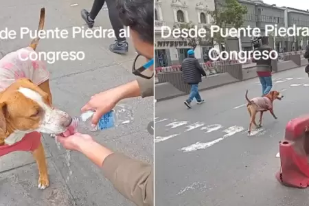 Perrito particip en paro nacional.