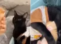 Gata pierde a su cra y sus dueos le llevaron un gatito para que lo adopte: su reaccin se volvi viral