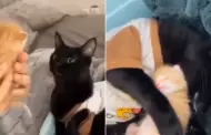 Gata pierde a su cra y sus dueos le llevaron un gatito para que lo adopte: su reaccin se volvi viral