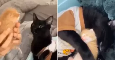 Historia de gatitos se vuelve viral en redes.