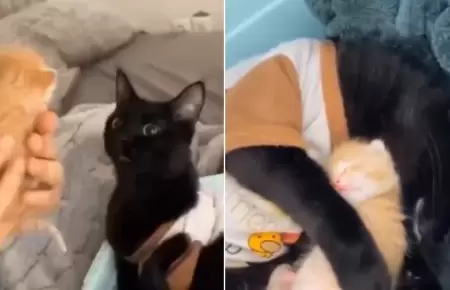 Historia de gatitos se vuelve viral en redes.