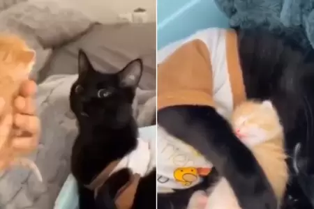 Historia de gatitos se vuelve viral en redes.