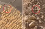 INCREBLE! Perrito es captado en la cima de PIRMIDE en Egipto y las redes estallan: "Tutanperrn"