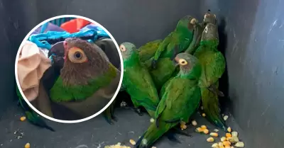 Loros hacinados en bus fueron recuperados por Serfor.