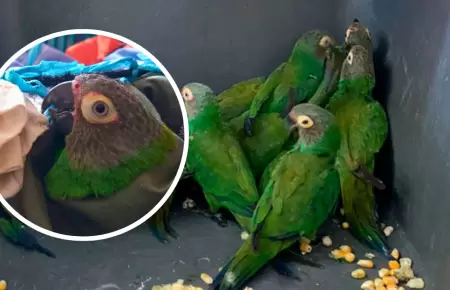 Loros hacinados en bus fueron recuperados por Serfor.