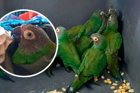 Loros hacinados en bus fueron recuperados por Serfor.