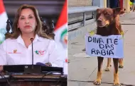 "DINA me das RABIA": Perrito particip en paro nacional y se vuelve VIRAL en redes sociales