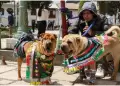 Trabajadores podrn tomarse das libres para atender a sus mascotas enfermas, segn nueva propuesta de ley