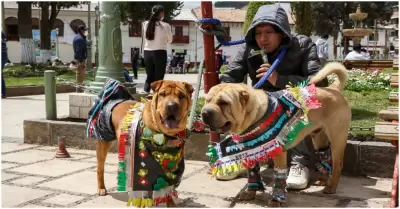 Das libres para atender a mascotas enfermas