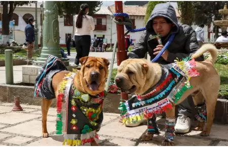 Das libres para atender a mascotas enfermas