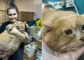 Triste noticia! Muri 'Crumbs', el 'gato ms gordo del MUNDO' que lleg a pesar ms de 17 KILOS