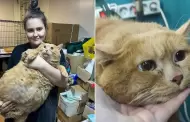 Triste noticia! Muri 'Crumbs', el 'gato ms gordo del MUNDO' que lleg a pesar ms de 17 KILOS