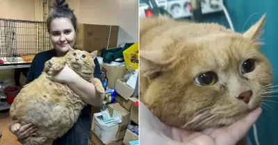 Muere el 'gato ms gordo del mundo' y causa pena en internet.