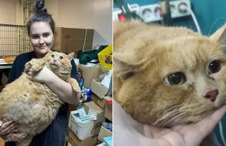 Muere el 'gato ms gordo del mundo' y causa pena en internet.