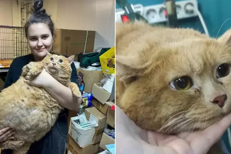 Muere el 'gato ms gordo del mundo' y causa pena en internet.