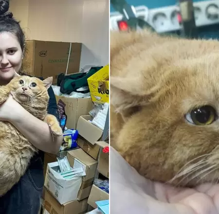 Muere el 'gato ms gordo del mundo' y causa pena en internet.