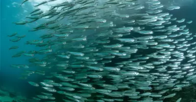 Pesca peruana de anchoveta