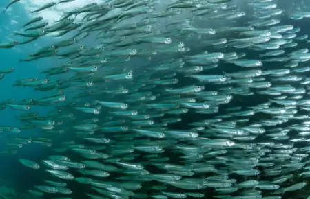 Pesca peruana de anchoveta