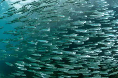 Pesca peruana de anchoveta