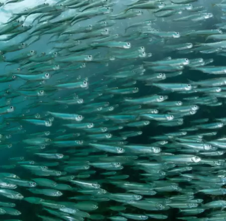 Pesca peruana de anchoveta