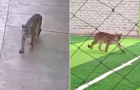 Puma andino es captado en calles de Chincha.