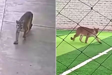 Puma andino es captado en calles de Chincha.