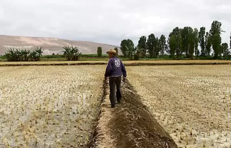 Sequas en Piura amenazan cultivos