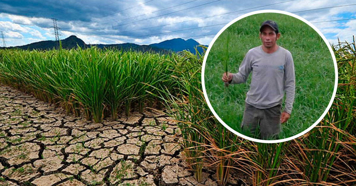 Falta de agua en Sullana: Agricultor muere de paro cardíaco tras ver ...