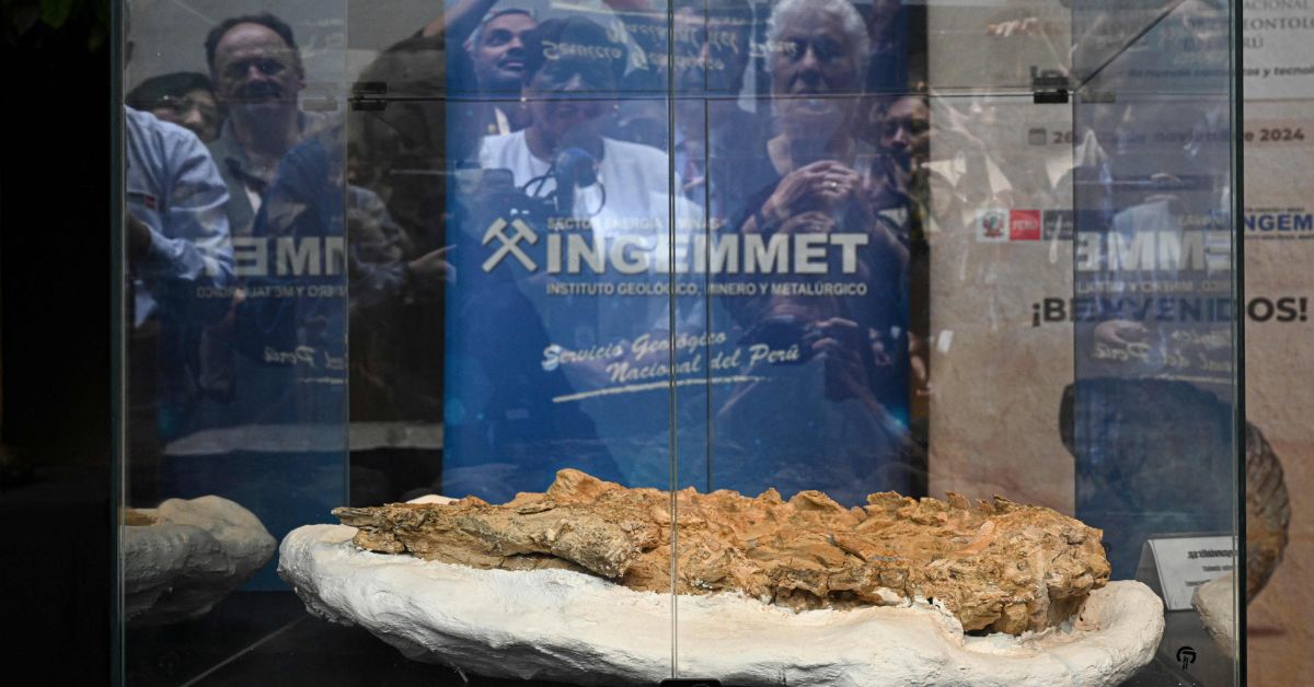 Fósil de animal acuático en descubierto en desierto de Ica