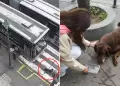 Lamentable! Perrito muri tras ser brutalmente ATROPELLADO por bus del Metropolitano