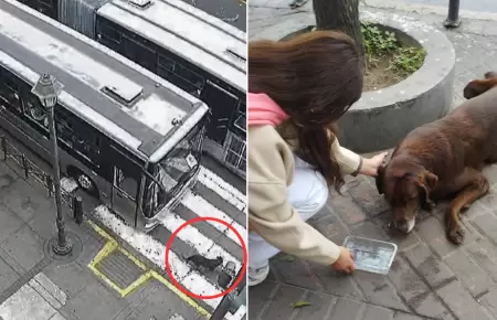 Perrito muri tras ser atropellado por Metropolitano.