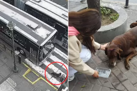 Perrito muri tras ser atropellado por Metropolitano.