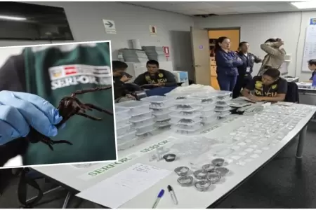 Turista intent llevar tarntulas y ciempis de la Amazona