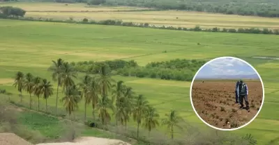 Agricultores de Sullana envan mensaje a Dina Boluarte.