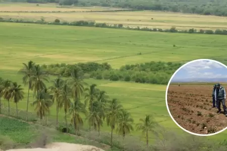 Agricultores de Sullana envan mensaje a Dina Boluarte.