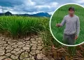 Falta de agua en Sullana: Agricultor muere de paro cardaco tras ver sequa de su campo de arroz