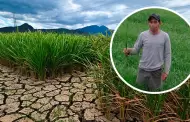 Falta de agua en Sullana: Agricultor muere de paro cardaco tras ver sequa de su campo de arroz