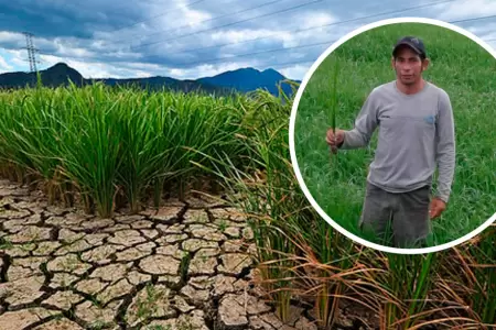 Agricultor fallece por sequa de sus cultivos por la crisis hdrica en Piura.